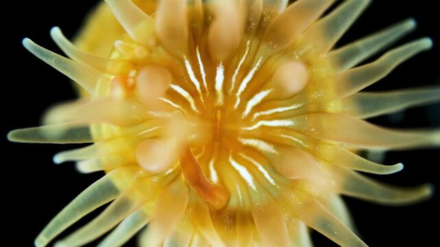 Young Actiniaria under a microscope, class Anthozoa, Hexacorallia, about 5 mm in size. Sea of Okhotsk. Tentacle movement.