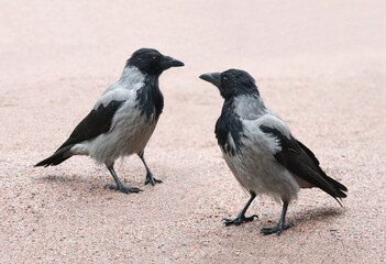 Obraz premium Two grey hooded crows on the path of the city park.