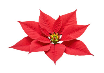 a vibrant, crimson red poinsettia bloom with detailed golden stamen and velvety petals, captured in a sharp macro studio shot, isolated on a transparent background. concept of festive christmas