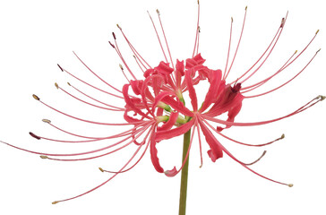 背景透明の彼岸花クリップアート素材 / Red Spider Lily Clipart with Transparent Background