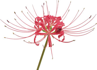 背景透明の彼岸花クリップアート素材 / Red Spider Lily Clipart with Transparent Background