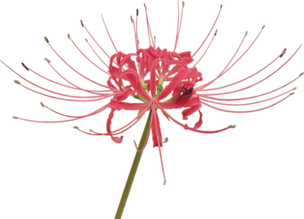 背景透明の彼岸花クリップアート素材 / Red Spider Lily Clipart with Transparent Background