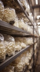 Eye-level view of mushroom farm shelf with rows of clear grow bags and white oyster mushrooms on metal racks under industrial lighting