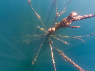 Abstract underwater view of dead tree branches and rays of sunlight in the clear blue water of Rummu quarry lake, Estonia.