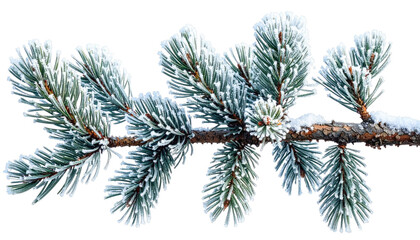 Close-up of a pine branch laden with frost, showcasing delicate needles and a textured, snow-covered stem. The background is isolated