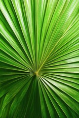 Obraz premium Vibrant green palm frond, radial symmetry, vertical view