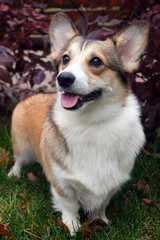 Corgi dog standing outdoors in autumn grass