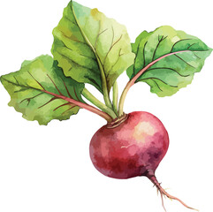 Beet Root Vintage Farm Fresh Hand Painted Watercolor Vector Illustration