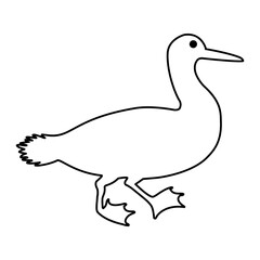 Loon icon vector set. Duck Illustration sign collection. bird symbol. fowl logo.