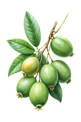 Fresh feijoa fruits on a branch with green leaves, tropical plant