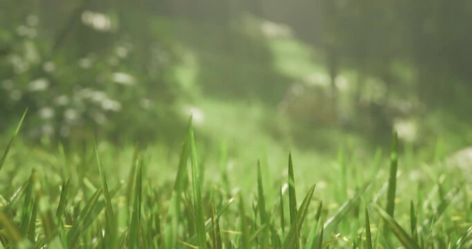 Sunlight filters through trees, casting a gentle glow on lush green grass. The serene atmosphere showcases natures beauty and tranquility in a peaceful woodland area.