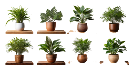Assorted Indoor Green Plants in Decorative Pot Arrangements, PNG bundle collection, Isolated on Transparent Background