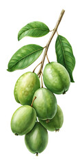 Feijoa fruit branch, green leaves, fresh organic plant illustration