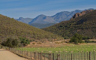 Pastoral scene near De Rust.