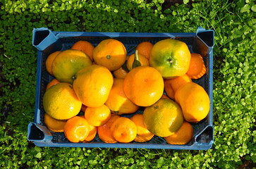 Beautiful ripe juicy tangerines of different sizes in a plastic box standing on the grass.