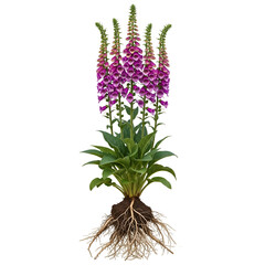 Full mature foxglove plant with tall purple flowers