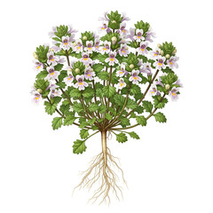 Full mature eyebright plant with roots and flowers