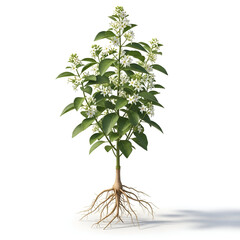 Mahameda plant with roots and tiny white flowers
