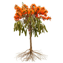 Full mature palash sapling with orange flowers