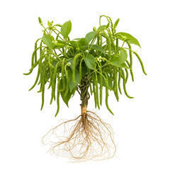 Mature pippali vine with pepper fruits