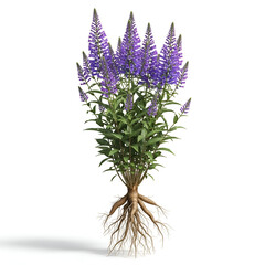 Full mature picrorhiza plant with flowers