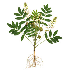 Mature prishnaparni plant with white flowers