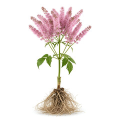 Full mature queen of the meadow plant