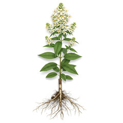 Stone root plant with roots and white clustered flowers