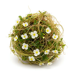 Talmakhana aquatic plant with roots and tiny white flowers