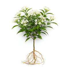 Mature vriddhi plant with small white flowers