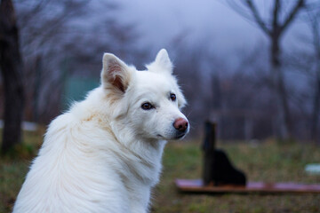 white dog portrait