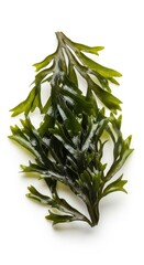 Detailed capture of fresh green algae revealing intricate leaf structures against white backdrop