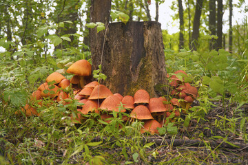 A family of inedible orange mushrooms growing near an old tree stump.