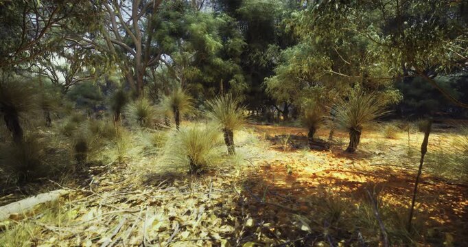 A tranquil scene captures a sunlit path winding through thick Australian bushland. Native trees and grasses surround the area, showcasing the unique flora of the region.