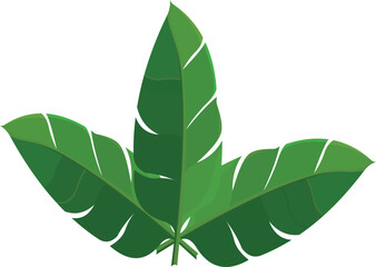 Banana Leaf Vector.eps © SVM