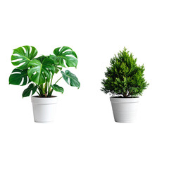 Obraz premium A potted plant with green leaves on a white background