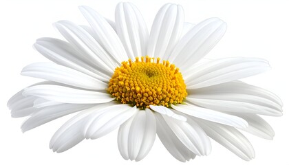 Naklejka premium Close-up of a vibrant daisy flower with white petals and a yellow center