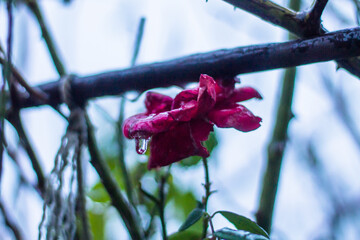Rose in ice. A flower covered in ice. The frozen beauty of nature. Unusual phenomena in winter