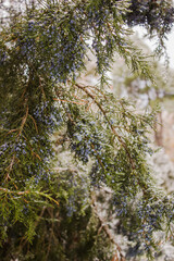Thuja covered in ice. Freezing rain in winter