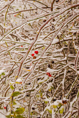 Rosehip branches in ice. Freezing rain. Frozen tree. Ice fairy tale