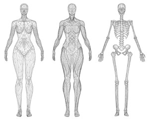 A female skeleton outline reveals underlying muscular anatomy and a transparent wireframe body structure. This educational visualization details biological systems. Front view