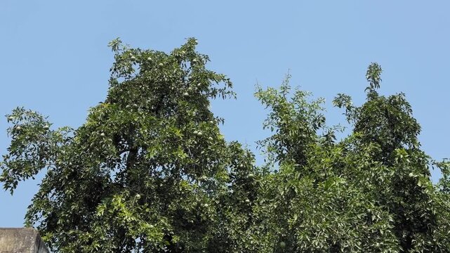 Dense green bel tree foliage forms a textured canopy under a bright blue sky, capturing the calm beauty of nature in a simple, serene static frame.