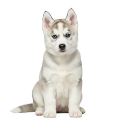 Adorable Siberian Husky puppy with striking blue eyes
