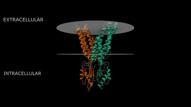 Cryo-EM structure of human zinc transporter 8 (ZnT8), in the presence of zinc. Animated 3D cartoon and molecular surface models, putative membrane is shown, chain id color scheme, pdb 6xpe