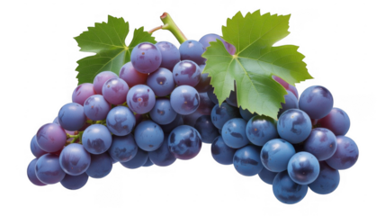 Two bunches of ripe blue and purple grapes with green leaves on a black background isolated on a transparent background