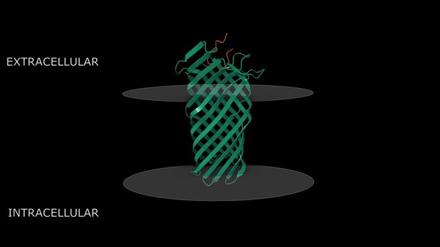 Yersinia pestis plasminogen activator Pla in complex with human plasminogen activation L (brown). Animated 3D cartoon and molecular surface models, putative membrane is shown, pdb 4dcb