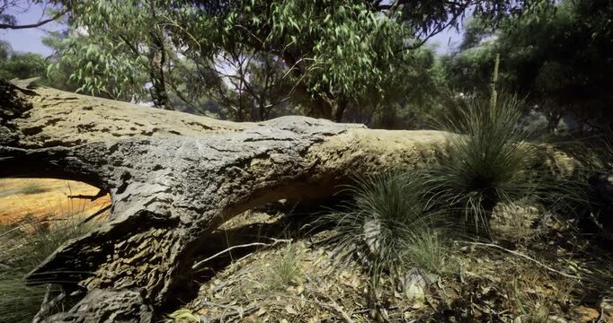 A large fallen tree lies on the forest floor, surrounded by vibrant native grasses and shrubs. Sunlight filters through the foliage, creating a tranquil atmosphere in the natural landscape.