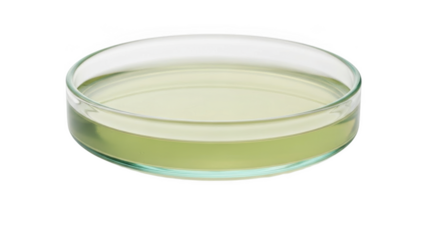 Glass petri dish with pale yellow liquid on black background