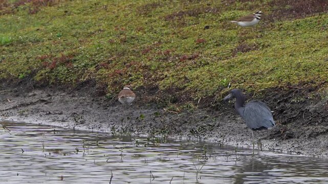 Killdeer run from a little blue heron