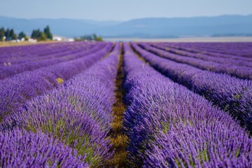 Obraz premium Vast Lavender Field Under a Clear Blue Sky with Distant Mountains and Trees purple flowers